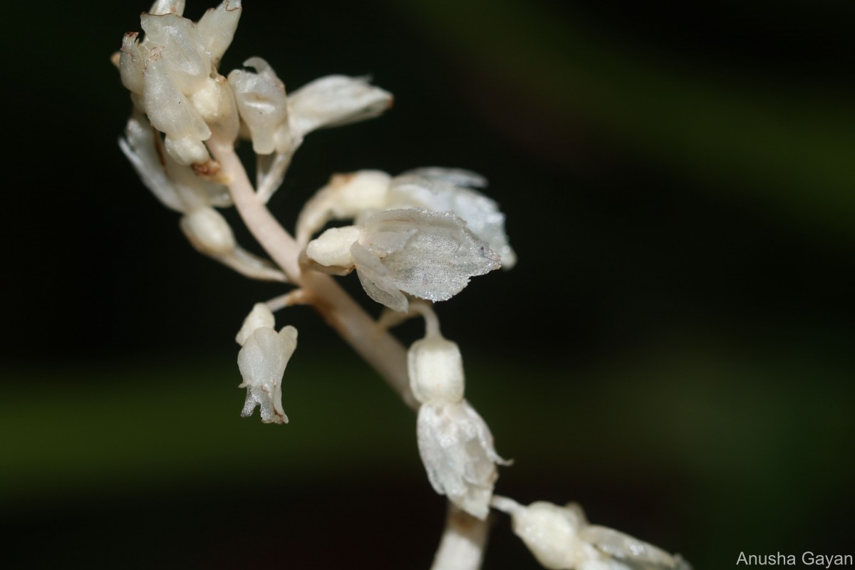 Epipogium roseum (D.Don) Lindl.